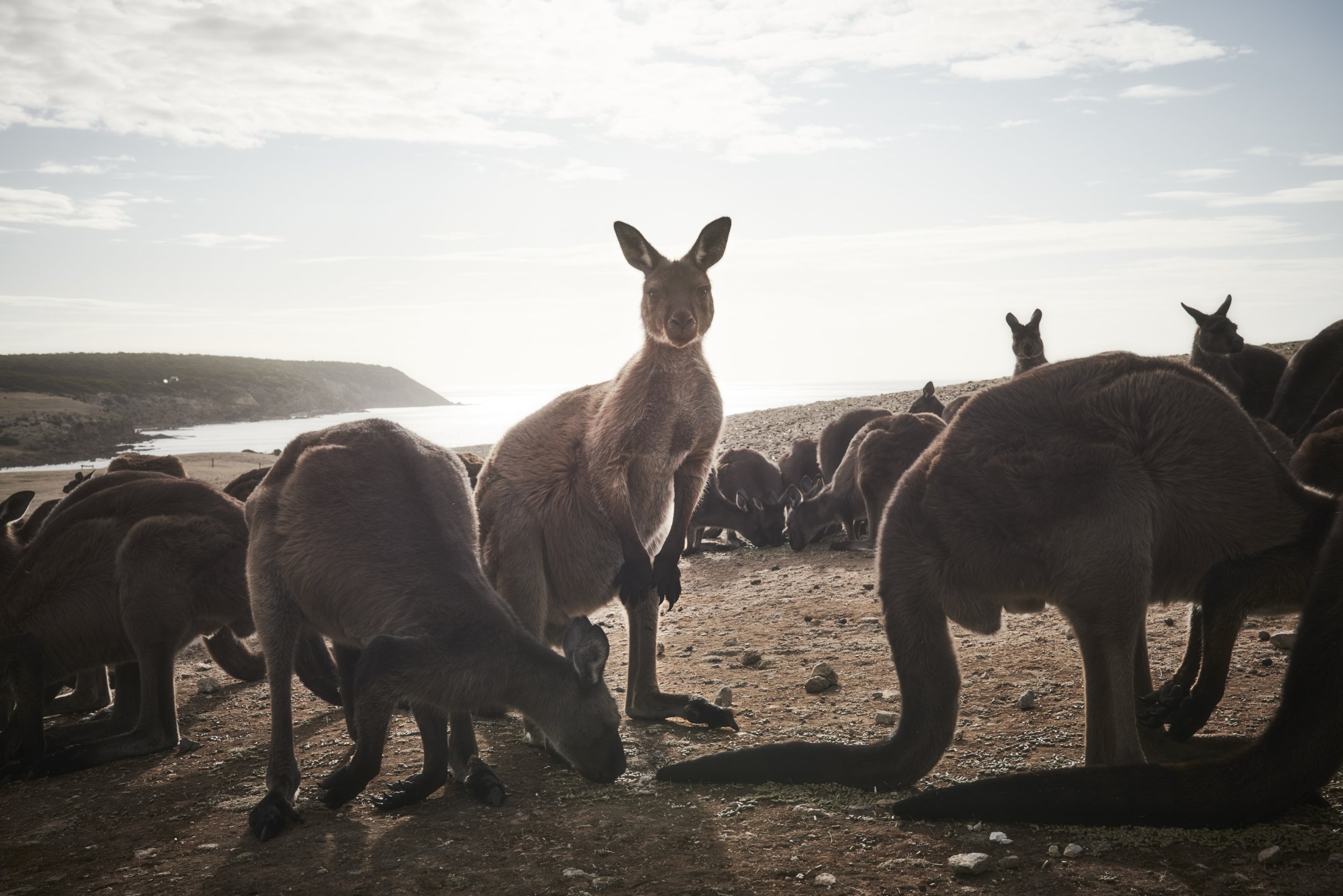 A mob of kangaroos that managed to survive the fires gather for a feed at Stokes Bay, Kangaroo Island, South Australia, in March 2020. Paul Stanton’s been taking in orphaned wildlife since he was a boy. In his distinctive high-pitched yell, he calls
