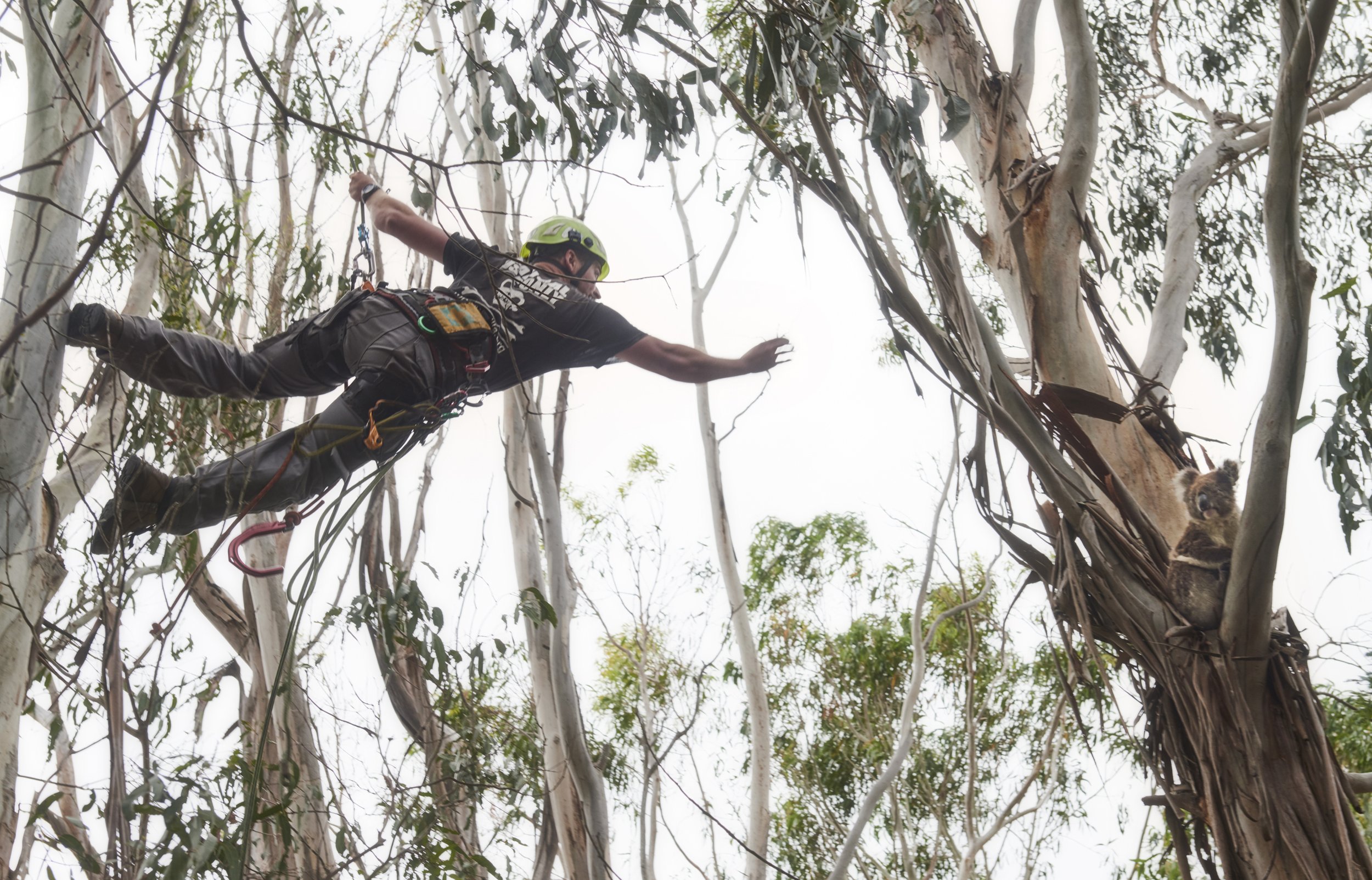  Kai Wild, a professional arbourist, rescues an injured koala from a tree in Kangaroo Island, South Australia. 