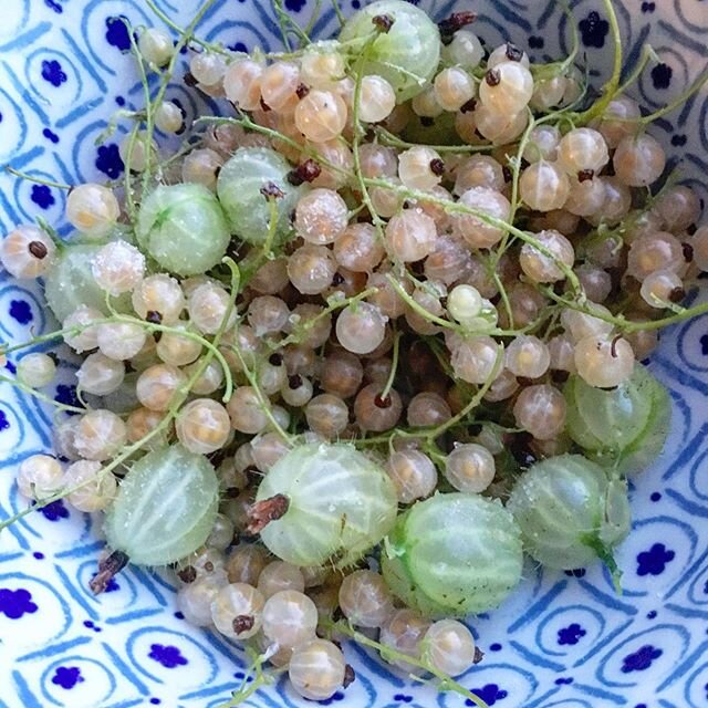 My own homegrown whitecurrants and gooseberries... so sweet and satisfying! Less satisfying is that my Mother is decimating the crop and bathing them in salt (a Persian tradition) to eat all by herself 🤦🏻&zwj;♀️