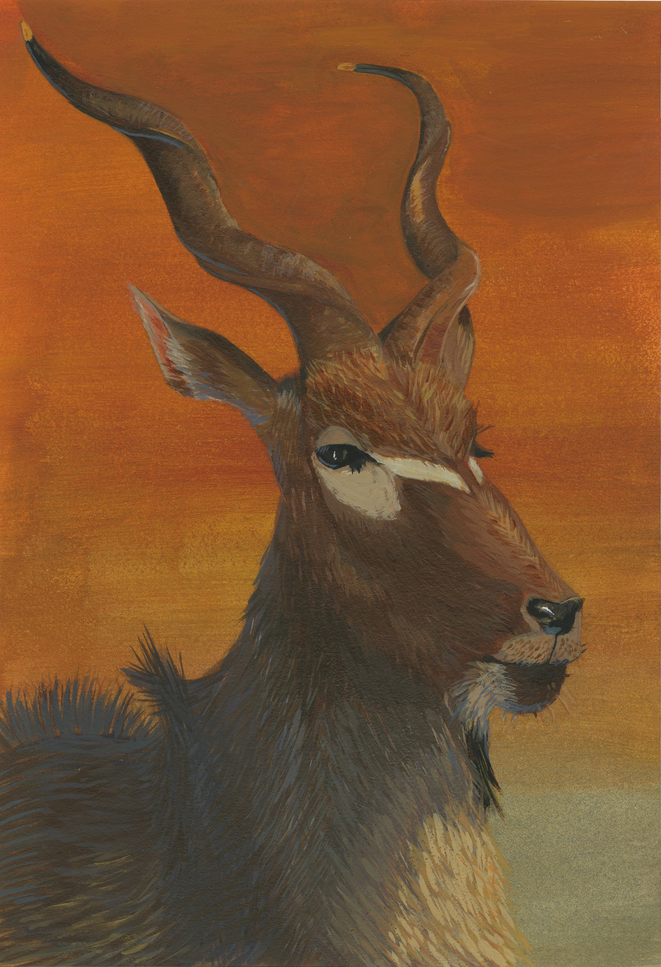 Kudu "Portrait"