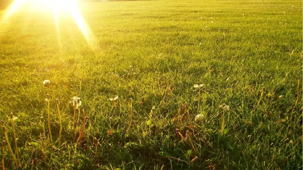 Field2.jpg