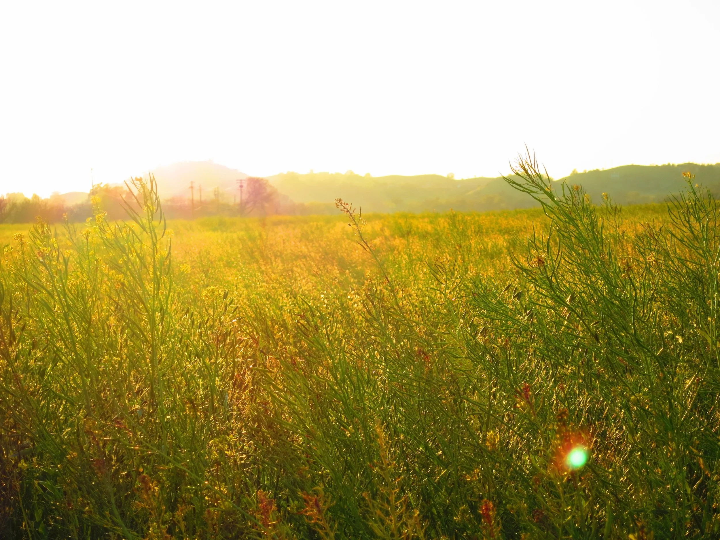 Field1.jpg