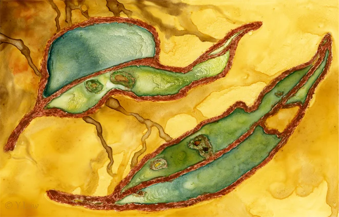 Gum leaf.jpg