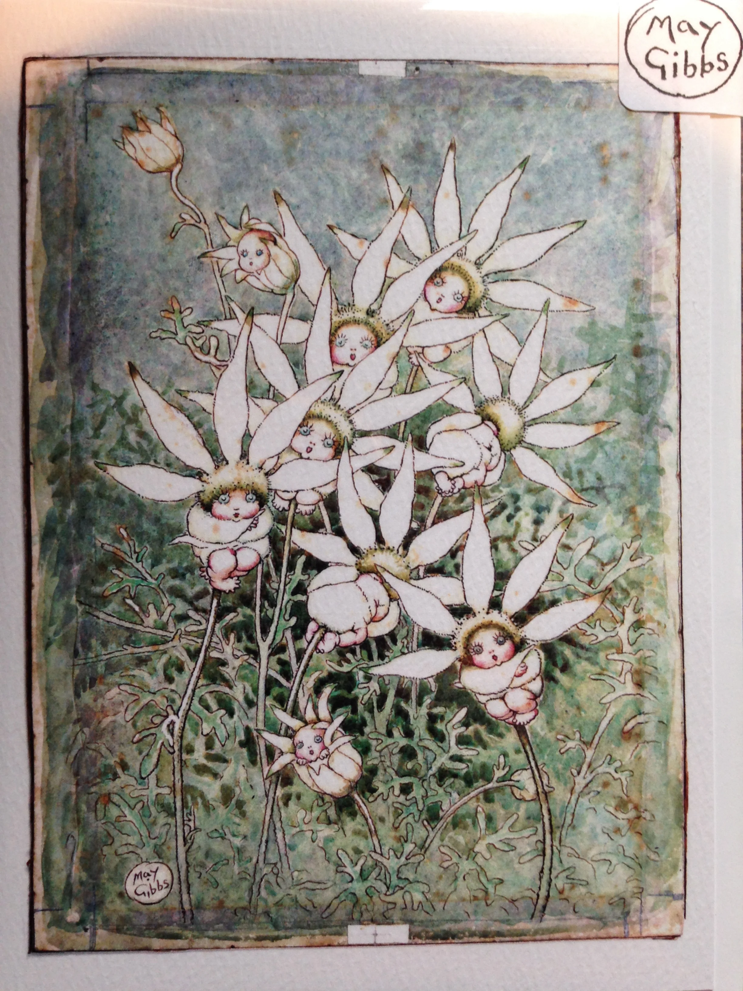May Gibbs' beautiful artwork.