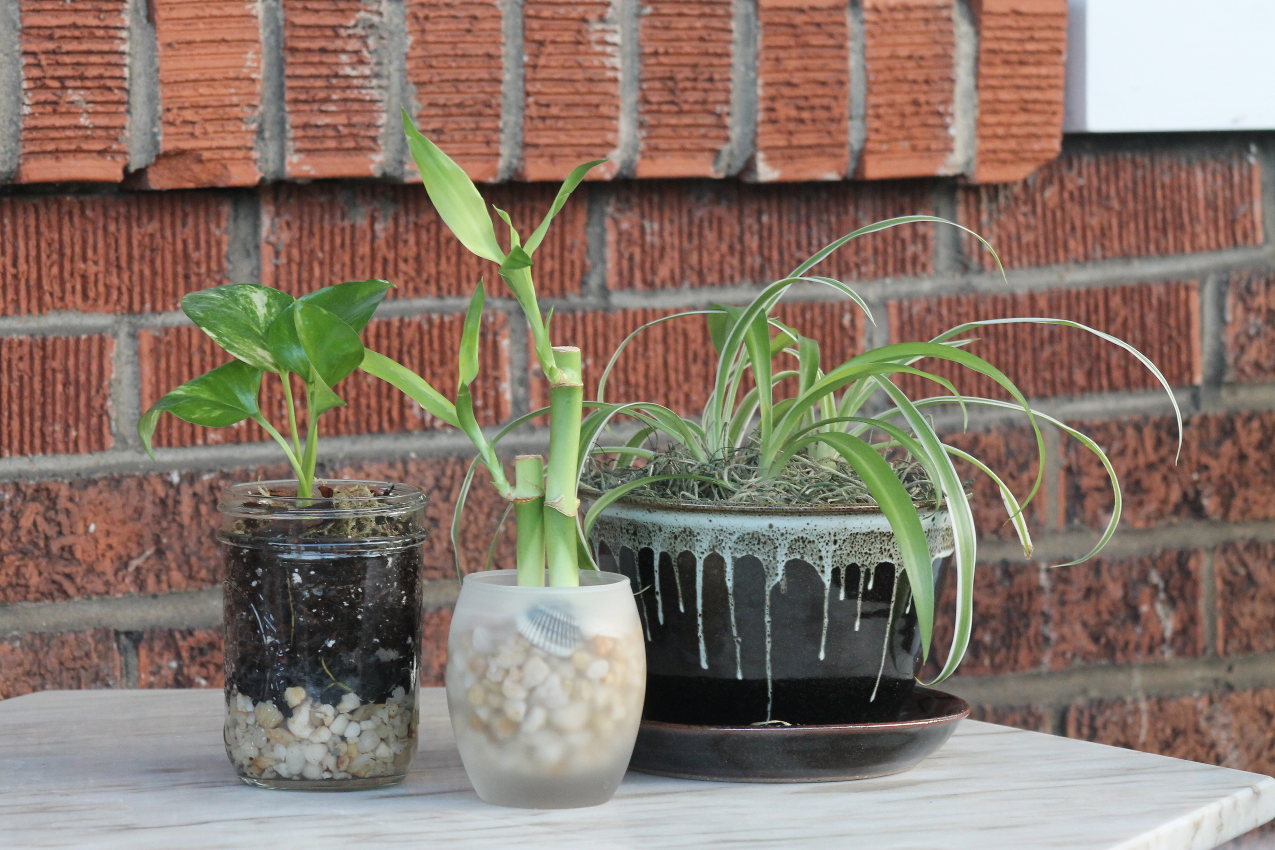  our terrariums are designed with&nbsp;young plants that will thrive&nbsp;in their containers for many years to come 