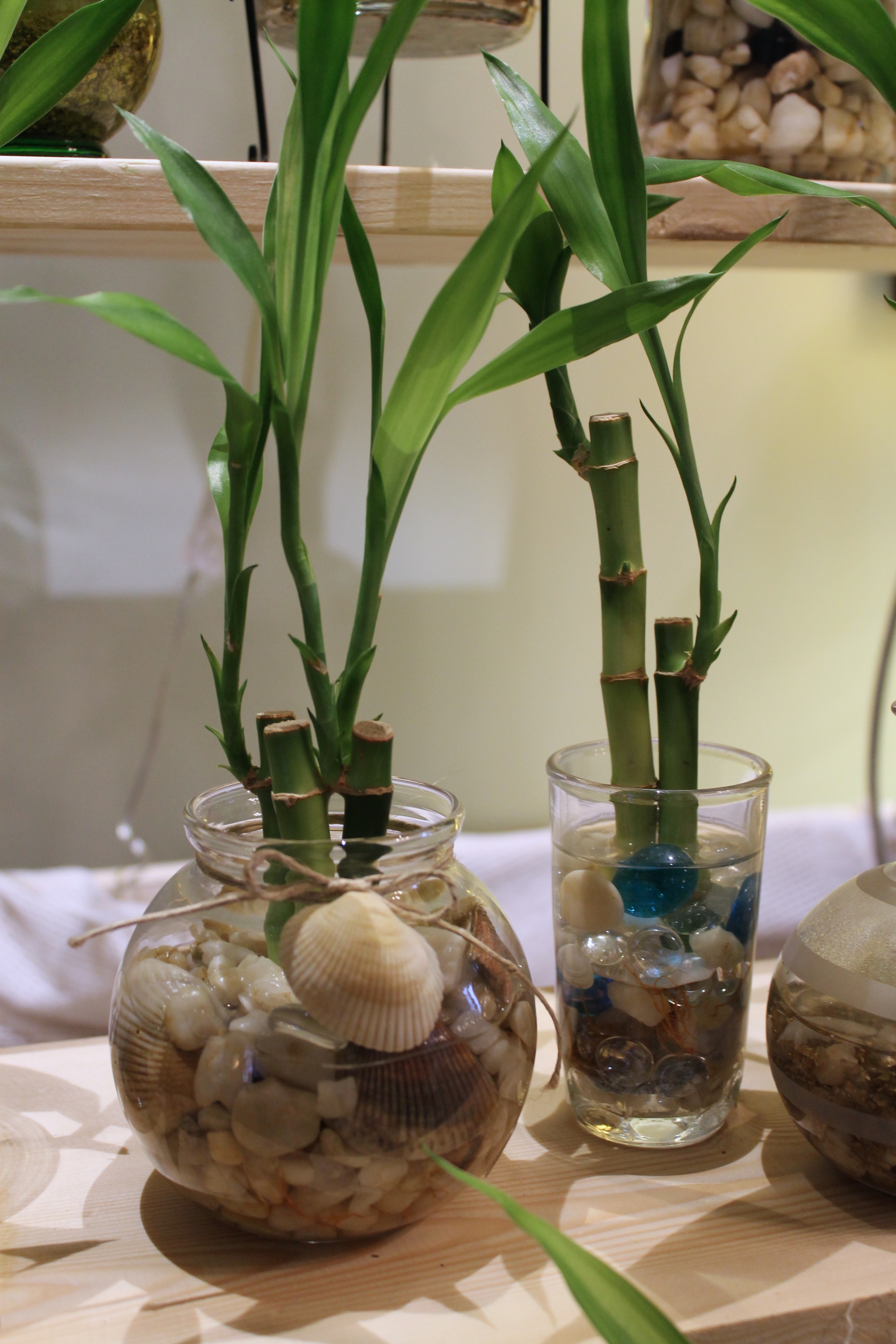  shells collected during our travels&nbsp;enhance bamboo arrangements 