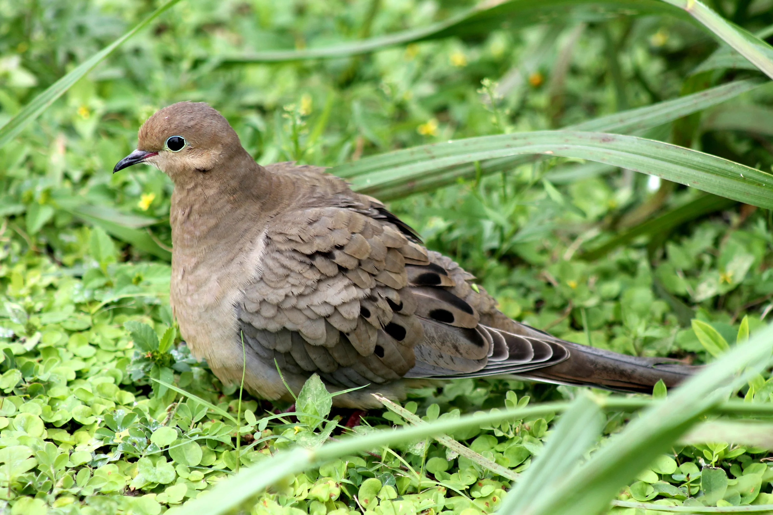 Space Coast Birding and Wildlife Festival