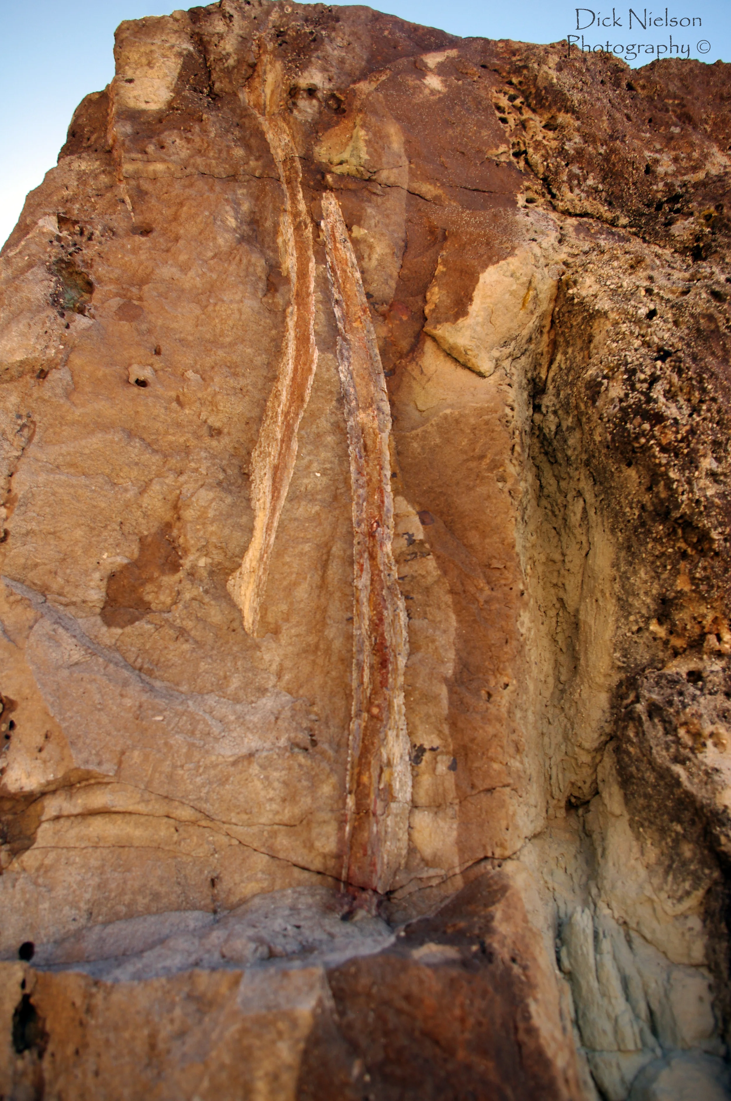 Dinosaur ribs
