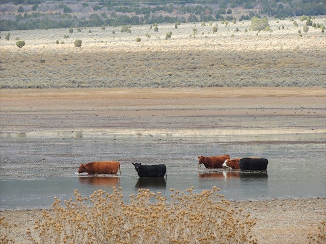 GC1CNEA by billdevCows out eating in the marsh