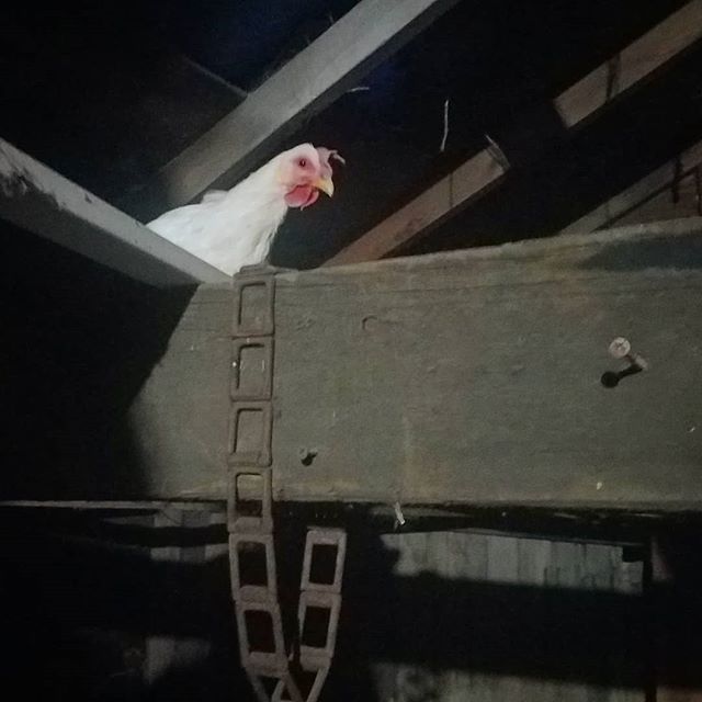 Walkin through the #shed with a #surprise #chicken #overhead