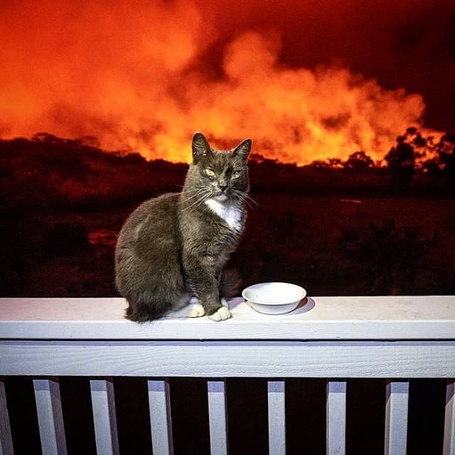 I find picture of a #cat at #volcano in #Hawaii #hilarious for some reason.