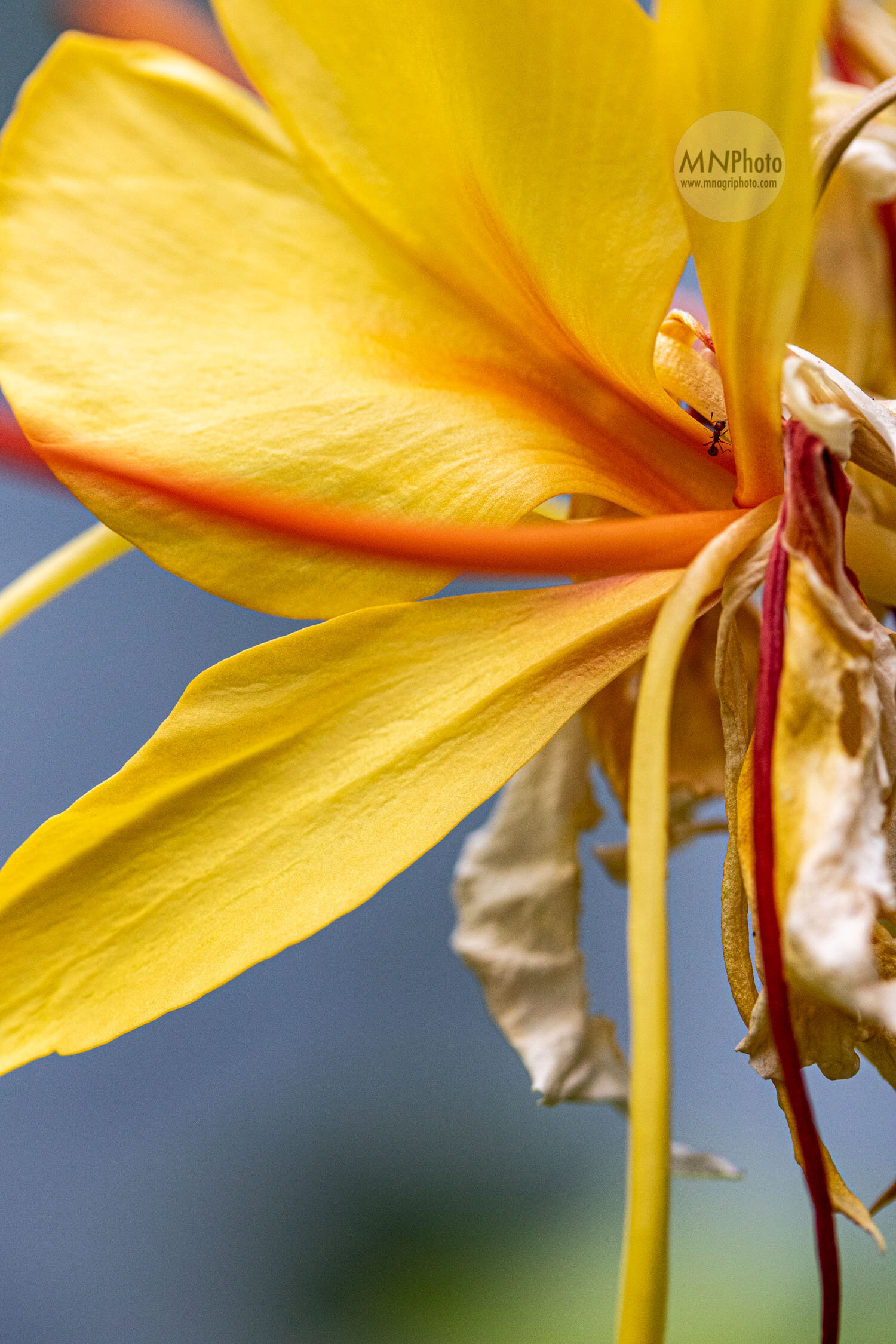 Taking A Macro View Michelle Nagri Photography