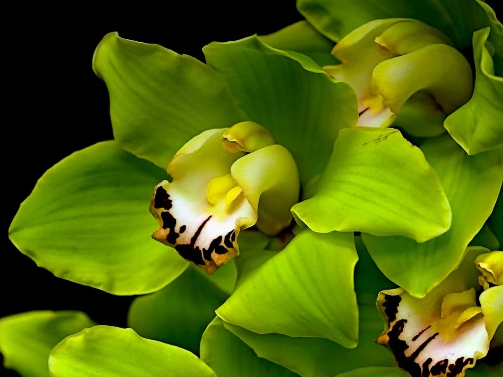 Green-Orchid-Flower-Wallpaper313711.jpg