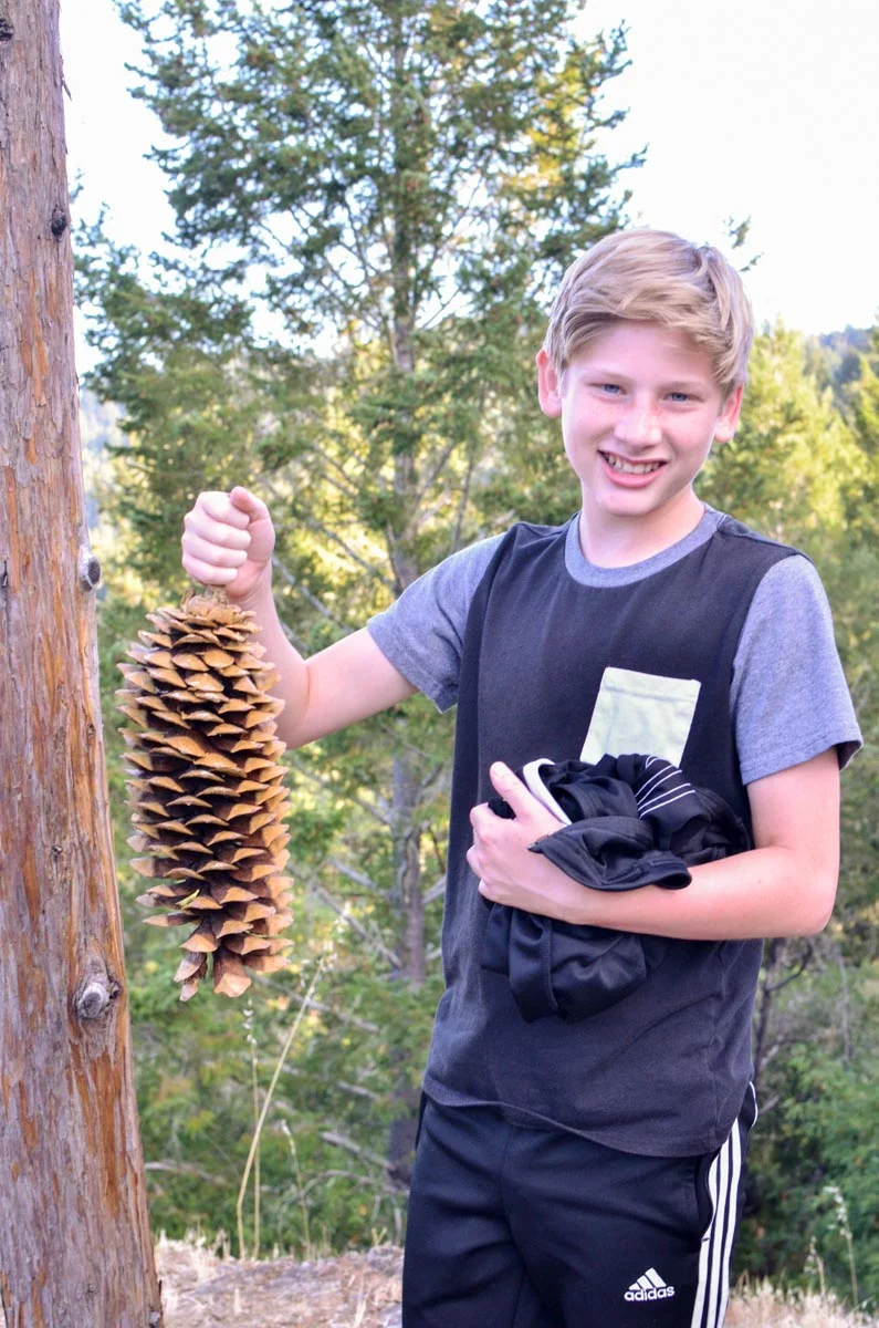 Relative size: Jonah vs. Pinecone.