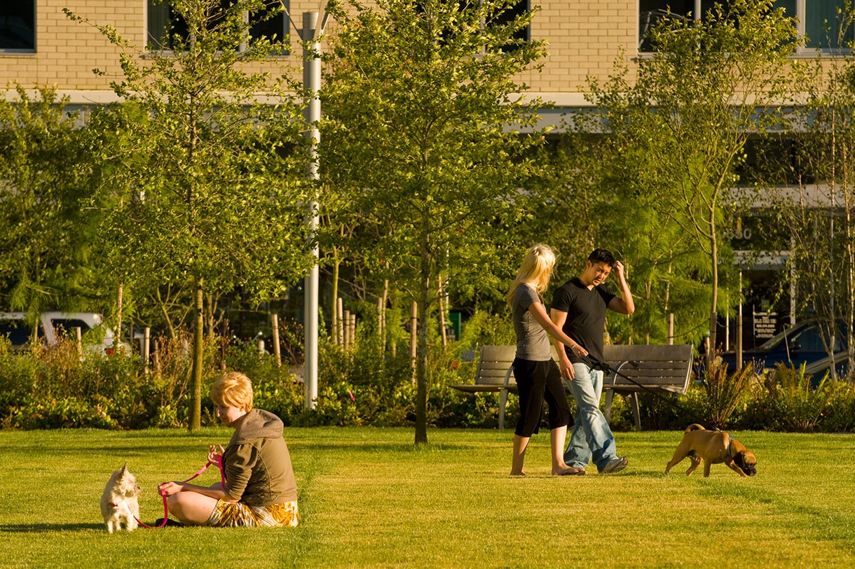 Multi-Use Lawn