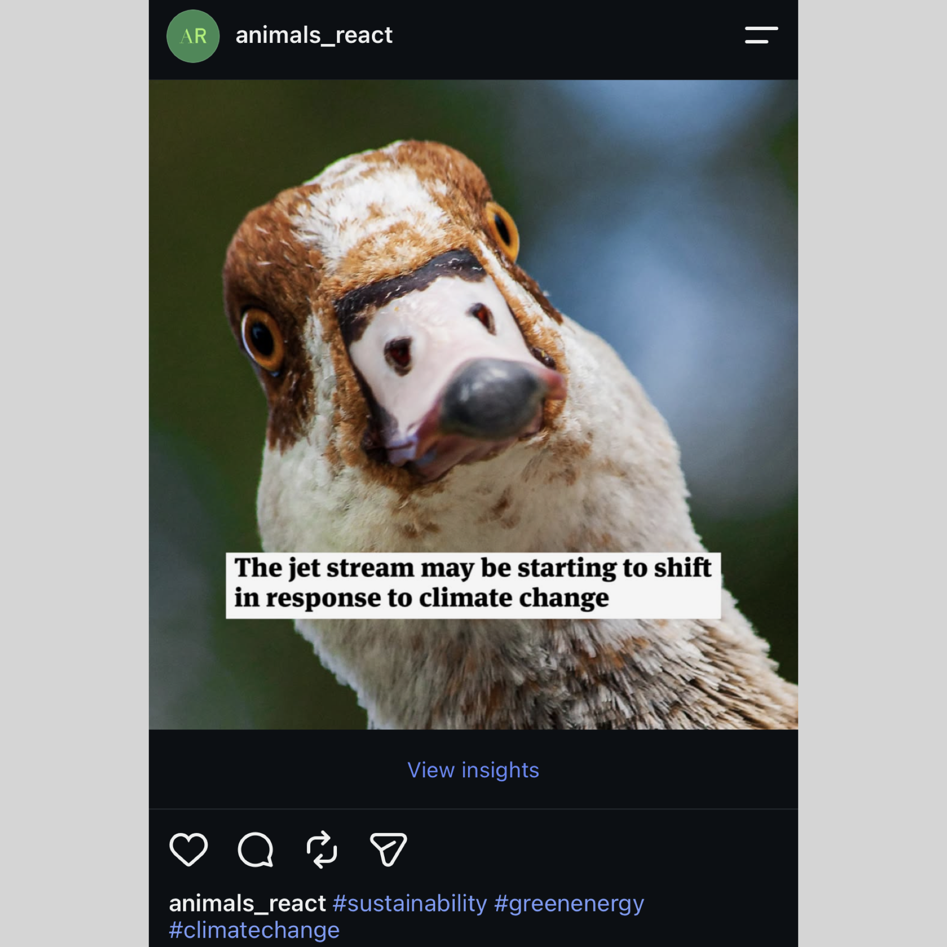 Animals React From Insta Formatted.002.png