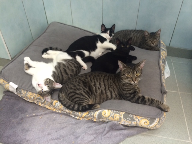 Cat pillow!