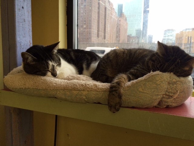 Sleepy babies Saturday morning at the shelter