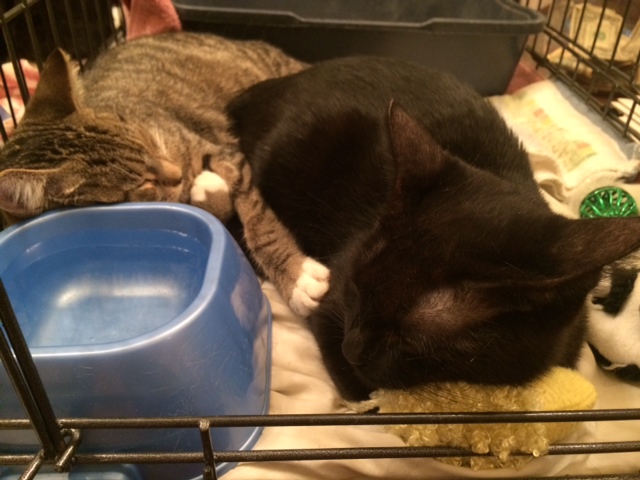 Kittens resting at a Bideawee adoption event