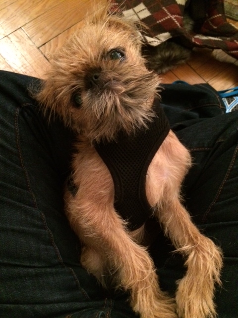Adorable client cuddling after our afternoon walk