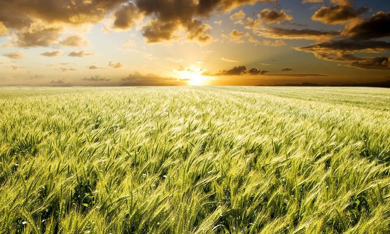 Sunrise_over_Field_with_Wheat.jpg