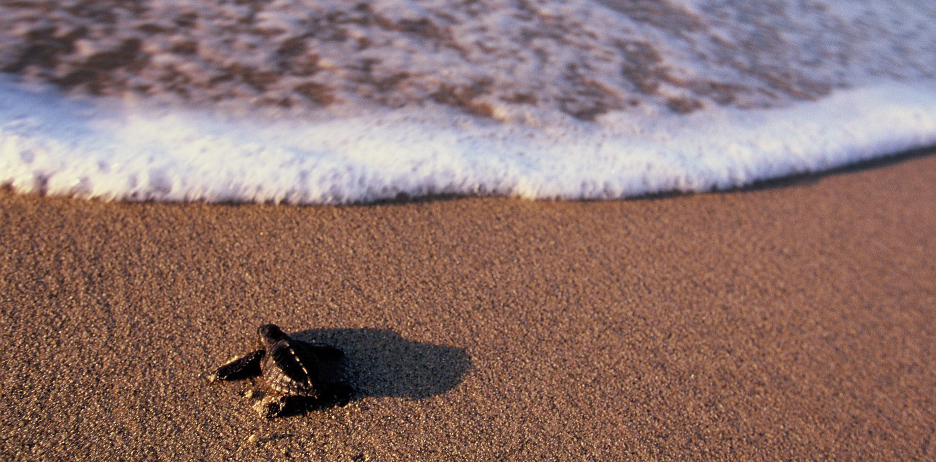 baby-shoreline.jpg