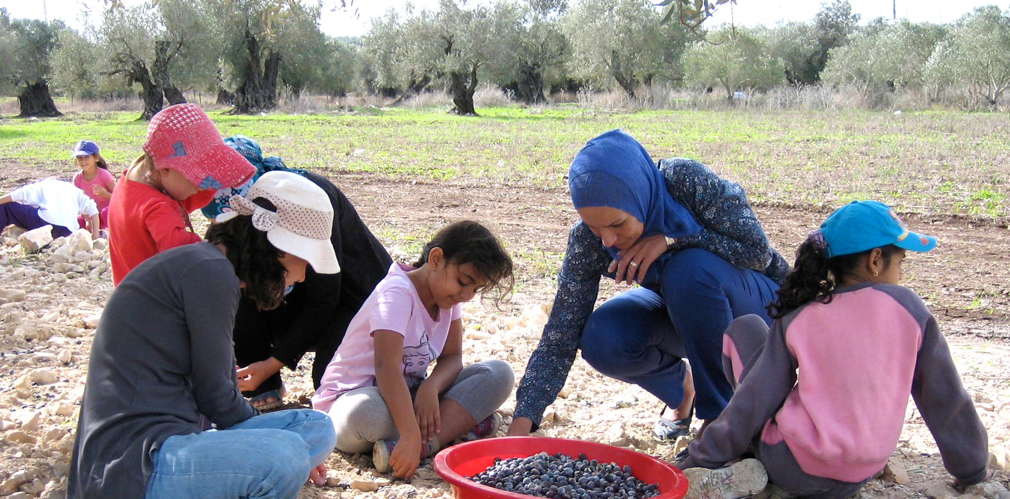 Tamrat-El-Zeitoun-Olives.jpg