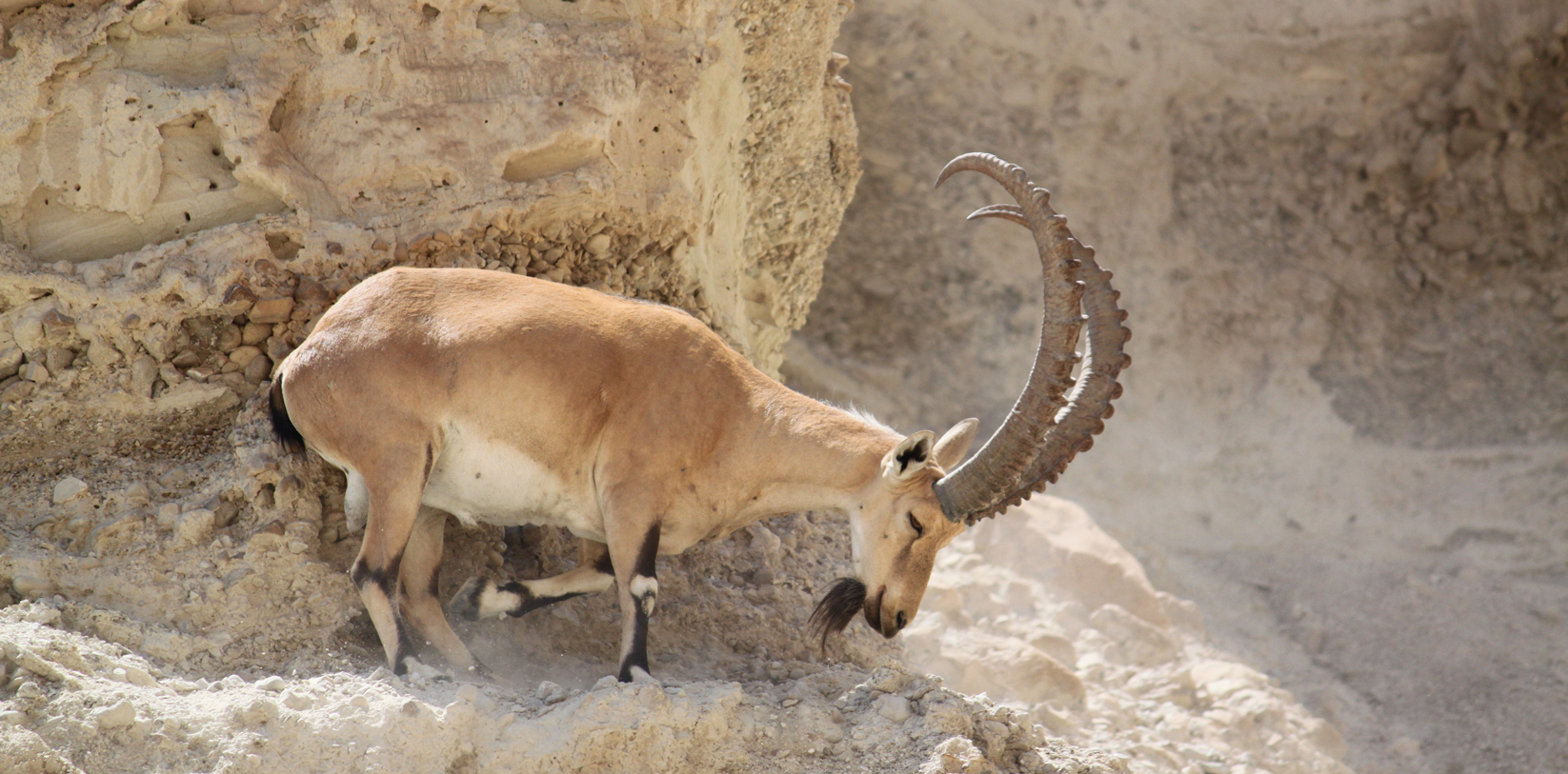 ibex.jpg