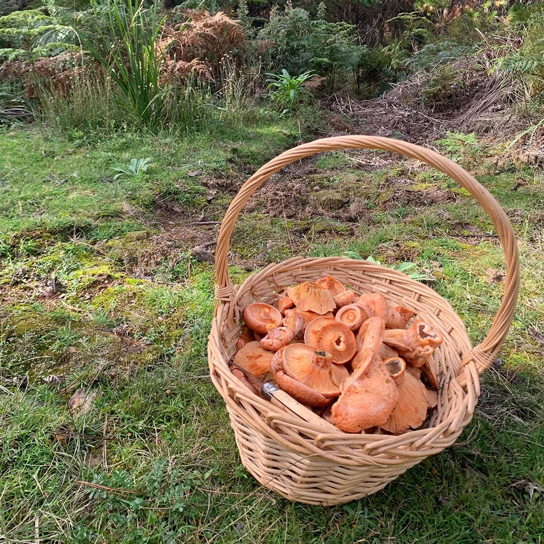 Mushroom Foraging Workshop for beginners - April 18 - Southern Highlands