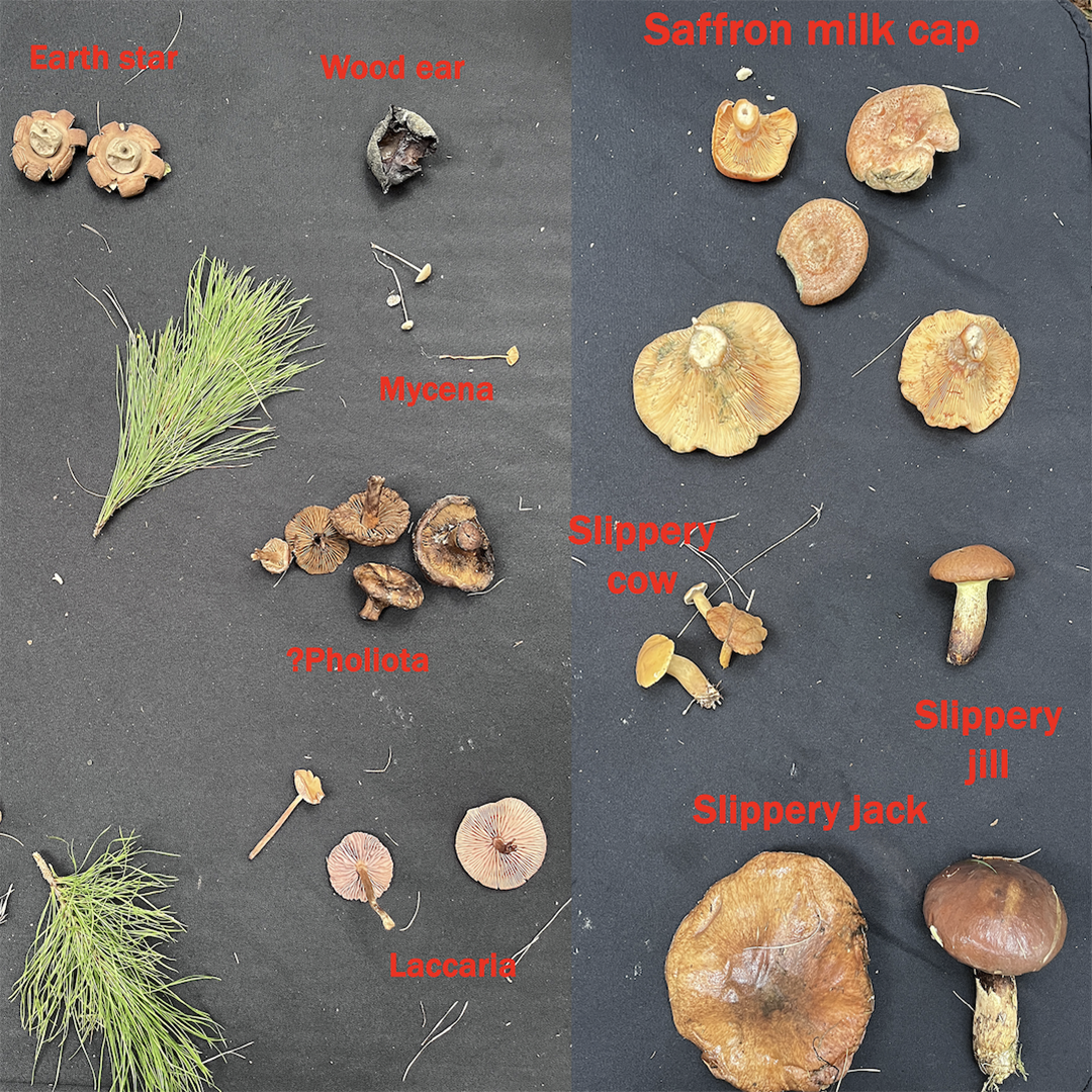 Mushroom Foraging Masterclass with Alison Pouliot - May 5, Lithgow