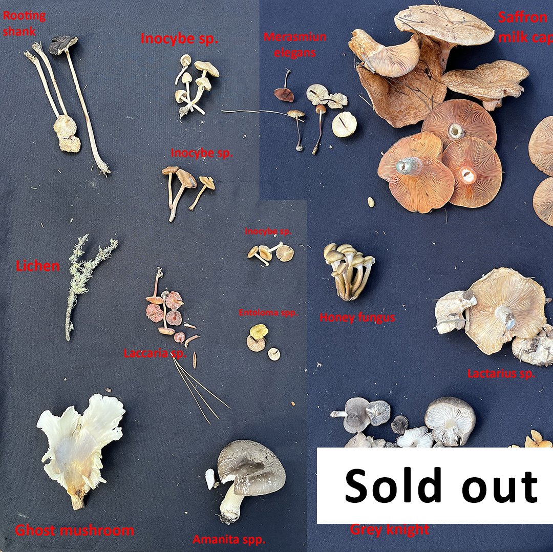 Intermediate-mushroom-foraging-workshop-nsw-food hunt-sold.jpg