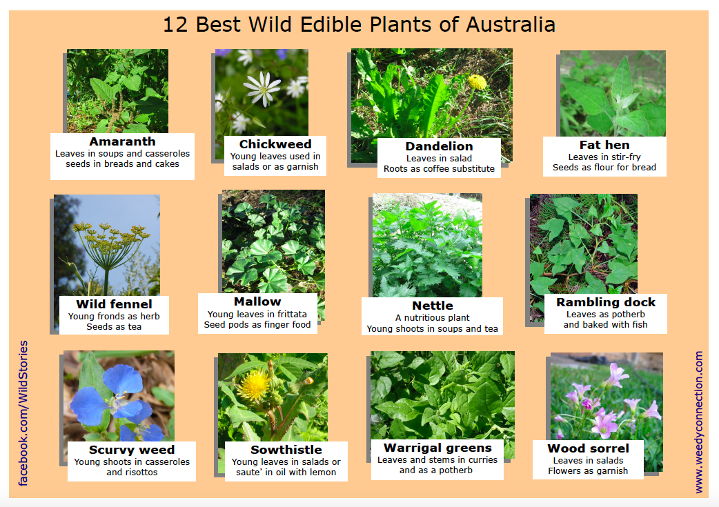 And here's a list of some of the wonders growing out there, and probably in your garden too.