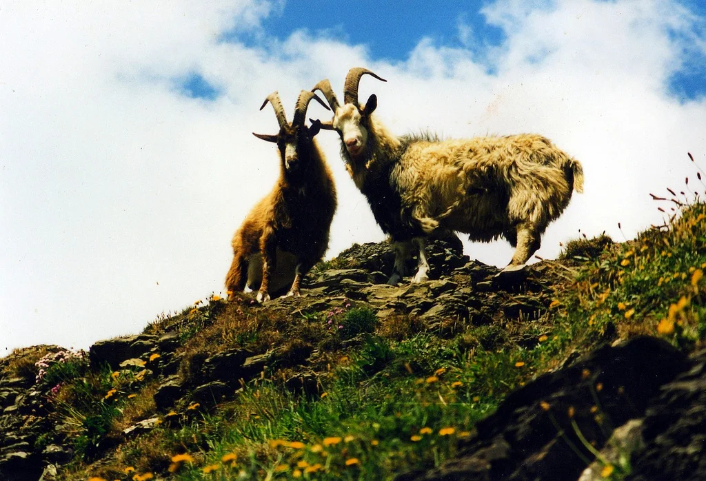 Year of the goat is here, good to hear