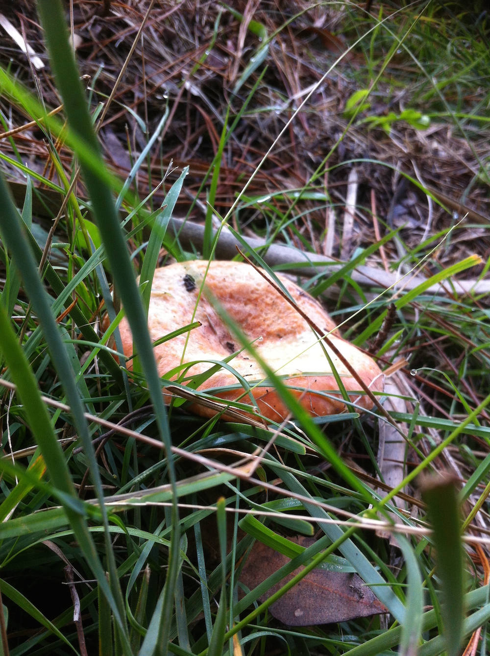 saffron milk cap.jpg