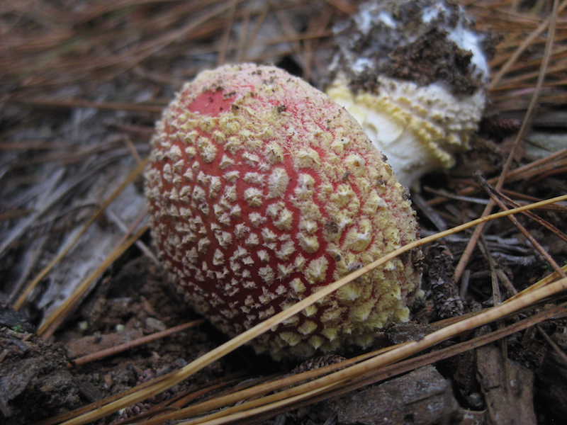 amanita2.jpg