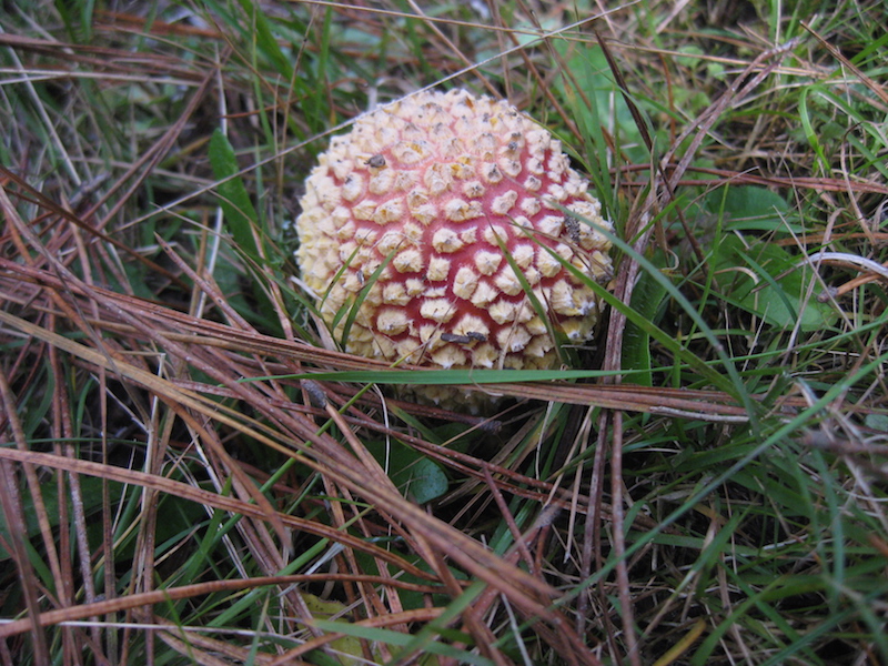 amanita3.jpg