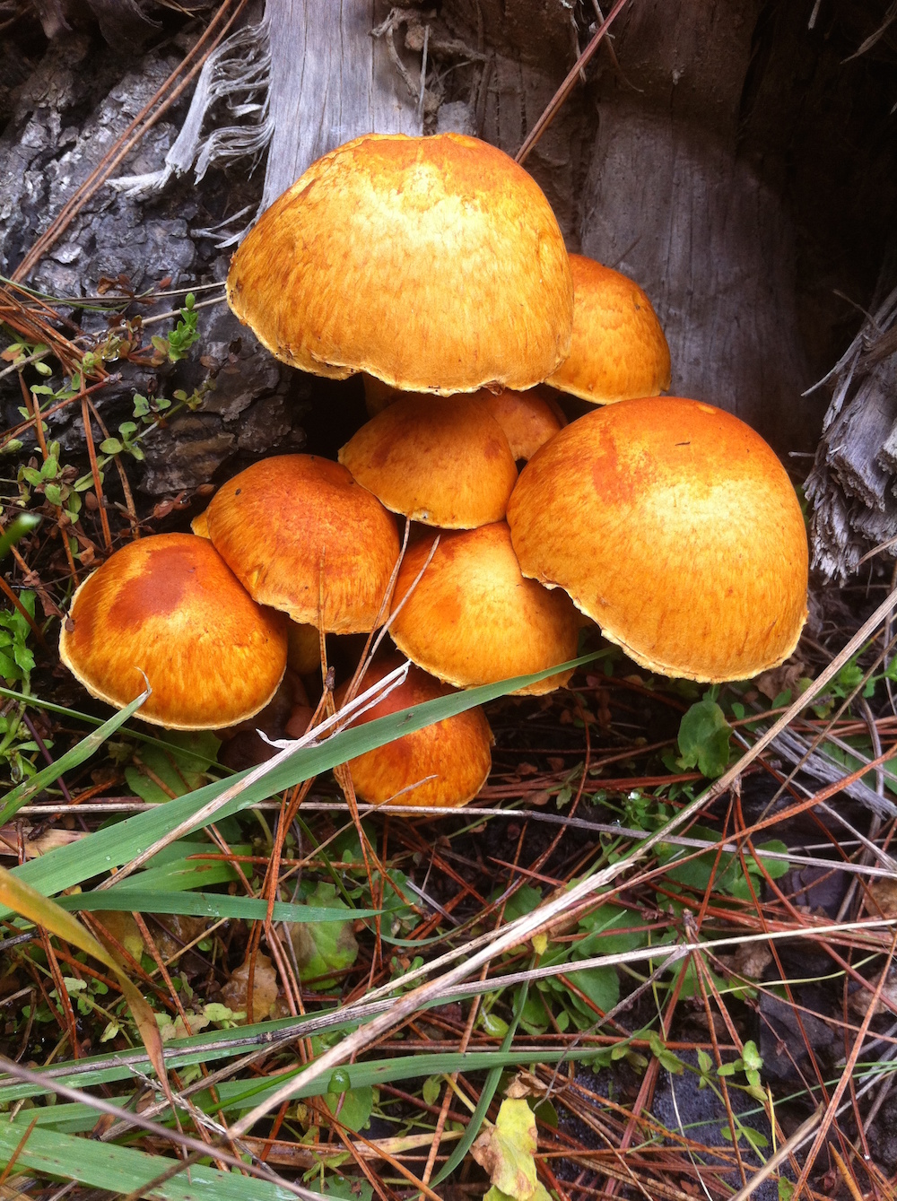 Gymnopilus junonius.jpg