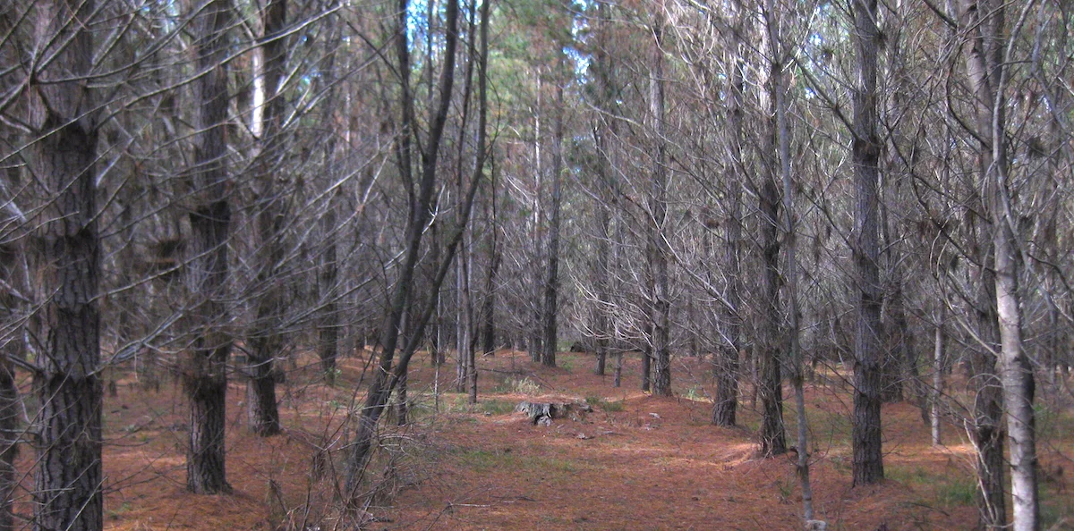 Mushrooms in pine forests: the good, the bad and the glowing