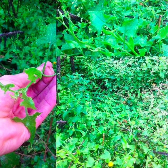 Rambling dock, acetosa sagittata , from one of the locations on Wild Food Map