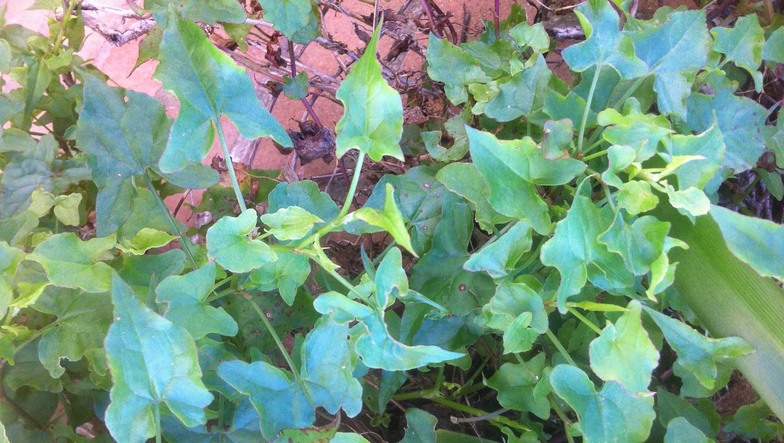 Harvesting rebels for TEDx Sydney