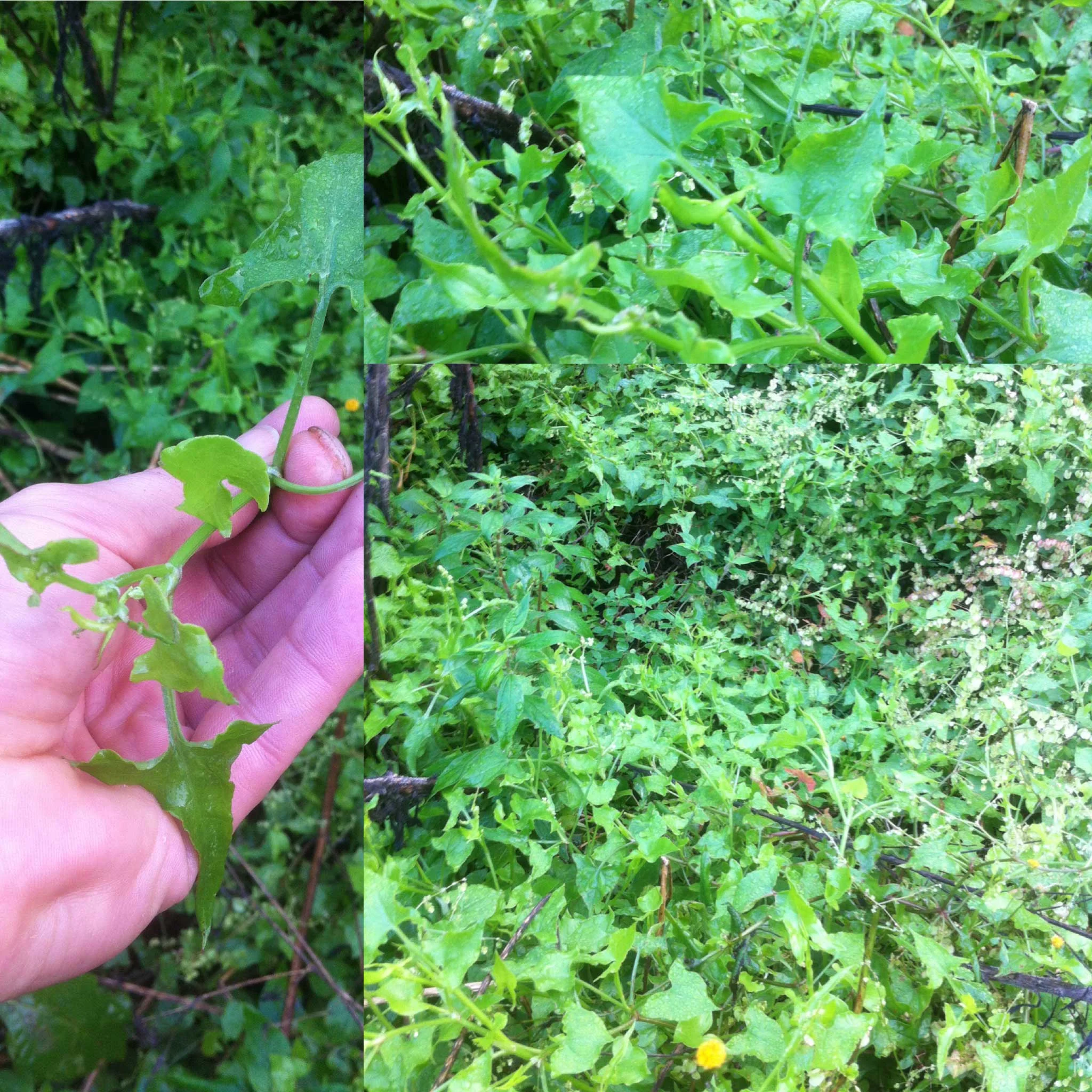 Short video of what's to come at TEDx Sydney: Rebels!