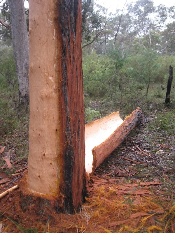 Visiting the scarred tree