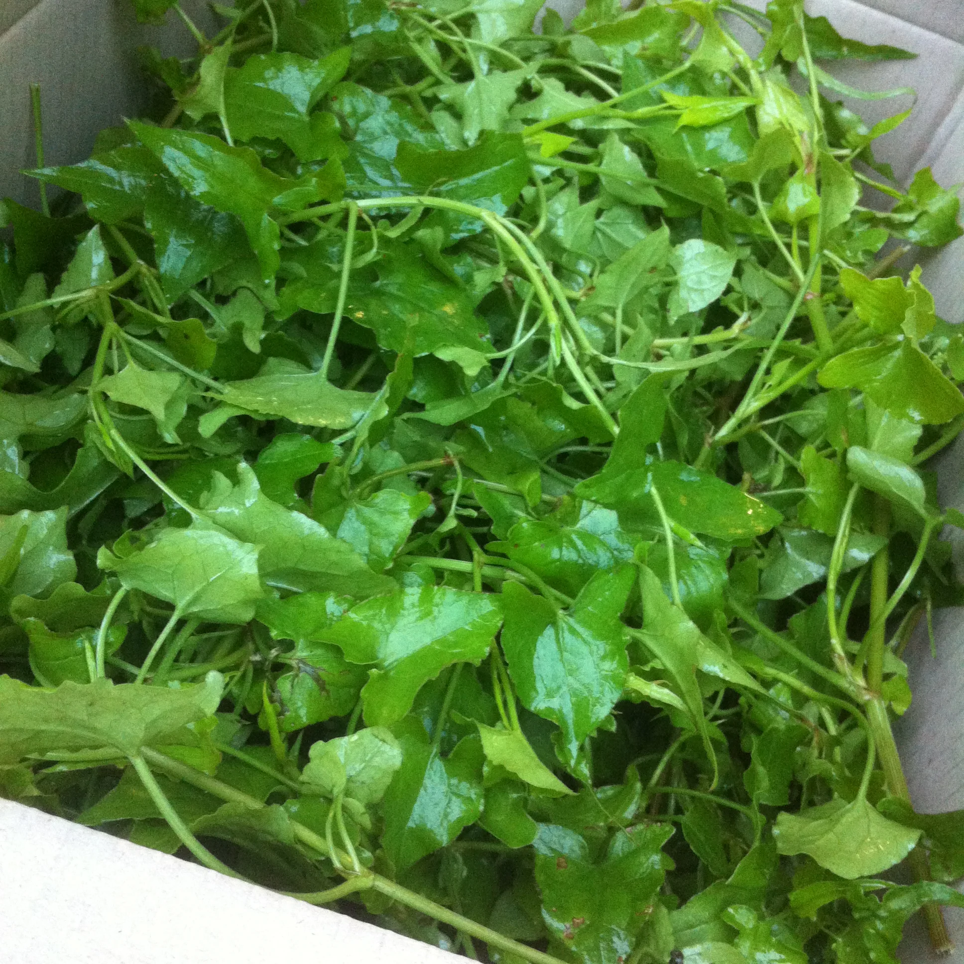 #rebelfood shenanigans