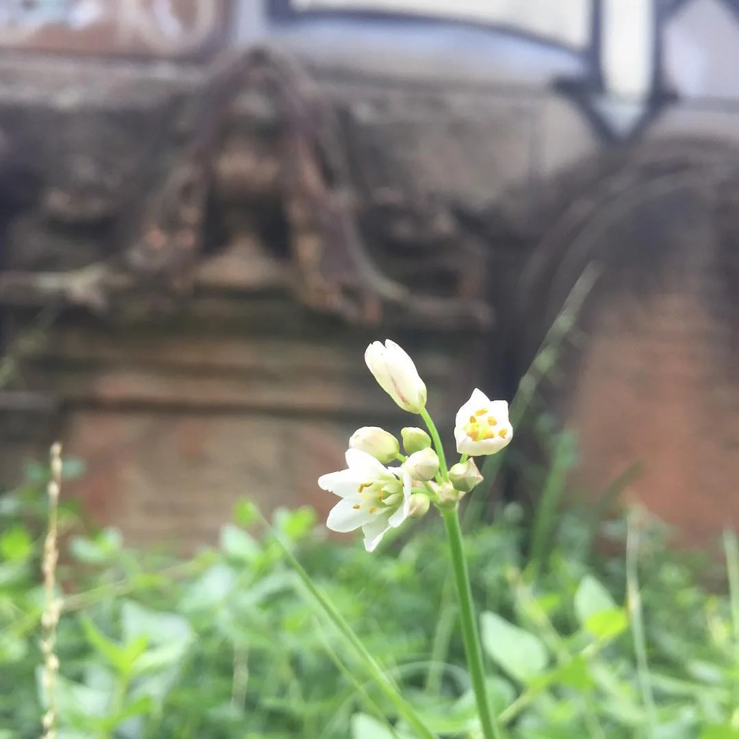 In season now: onion weed