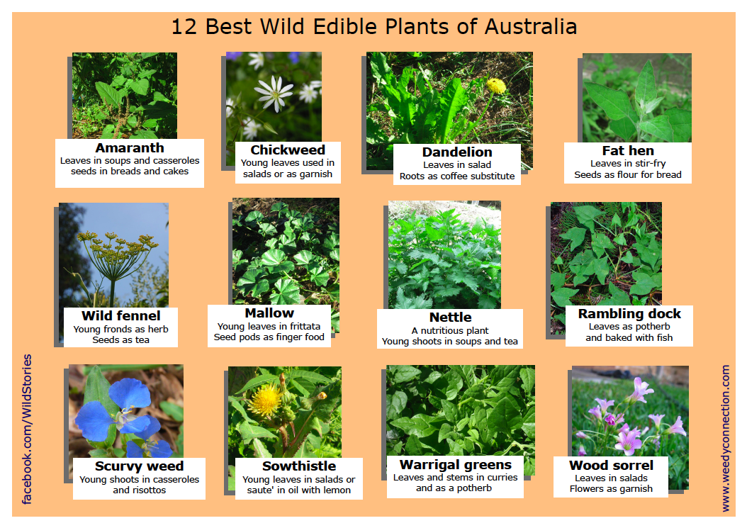 Some of the most common edible plants living and thriving on the East Coast of Australia