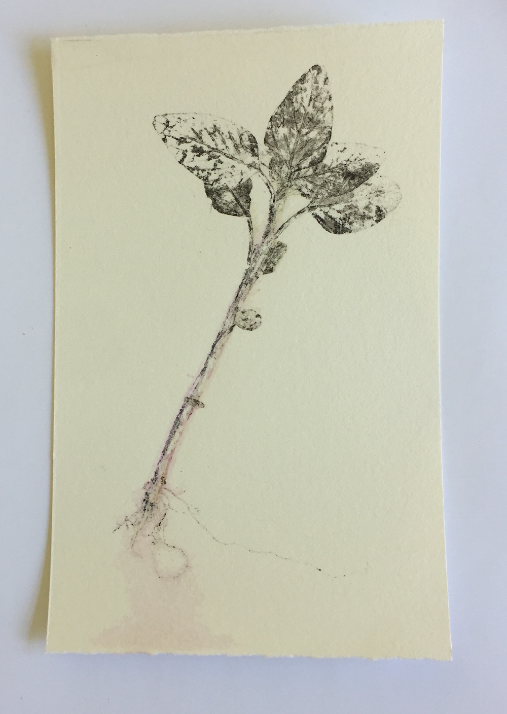 amaranthus5.jpg