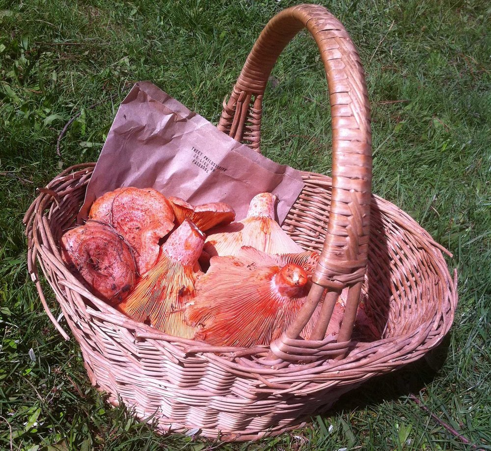 mushrooms-basket.jpg