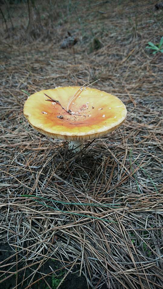 Edible mushrooms, right there growing straight from the roots of the