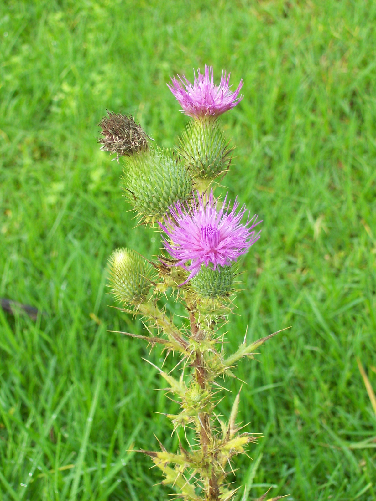 cirsium-smll-1.jpg