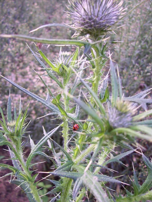 In season now: scotch thistle  Wild Plants, Foraging, Food, Art and Culture